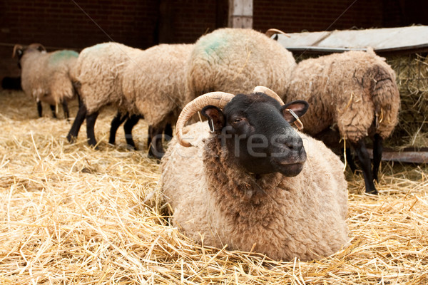 sheep Stock photo © trgowanlock