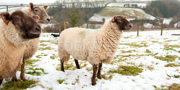 ストックフォト: 羊 · 雪 · 草 · フィールド · だけ · フェンス