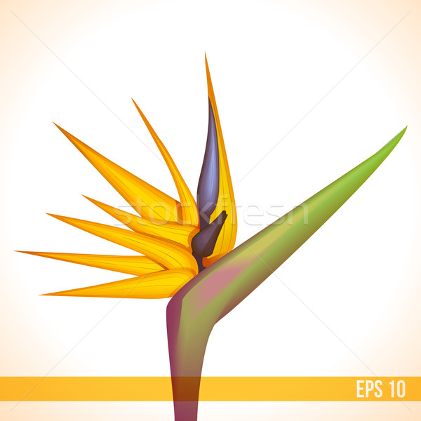 strelitzia vector flower Stock photo © TRIKONA