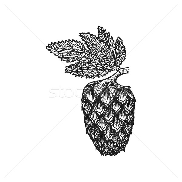 vector engraving hops cone illustration
 Stock photo © TRIKONA