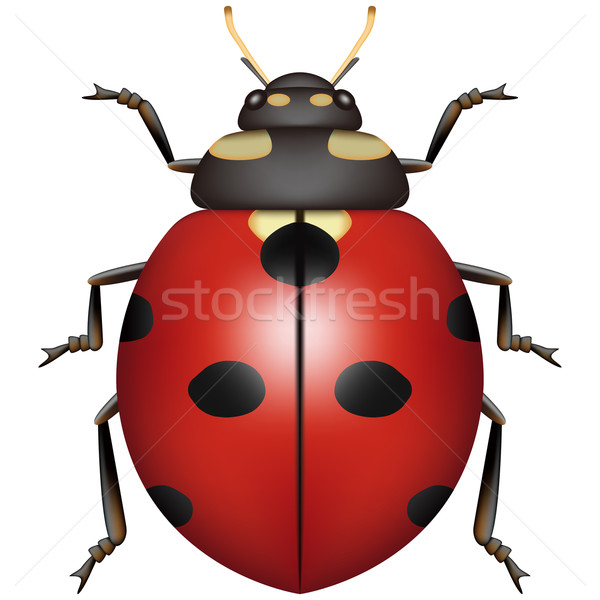 Ladybug charakter życia kolor wzór Zdjęcia stock © tshooter
