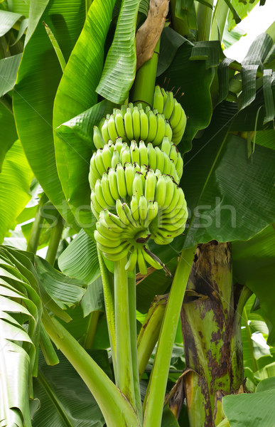 green young banana Stock photo © tungphoto