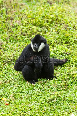 Blanco mejilla verde boca negro mono Foto stock © tungphoto