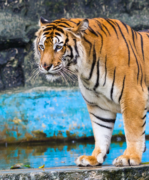 Stockfoto: Sumatraanse · tijger · gezicht · kat · haren · schoonheid · oranje