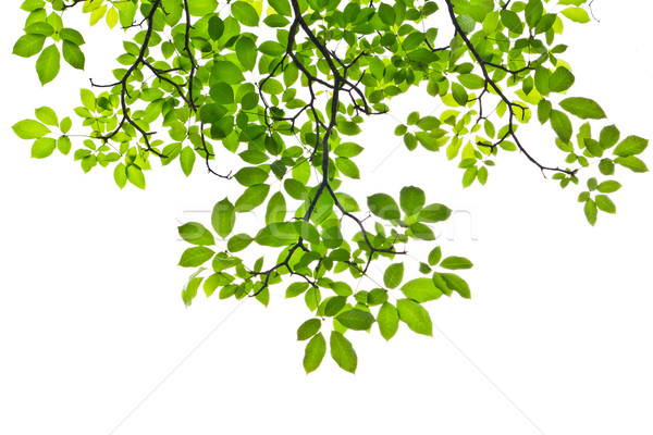 leave isolated on white bakcground Stock photo © tungphoto