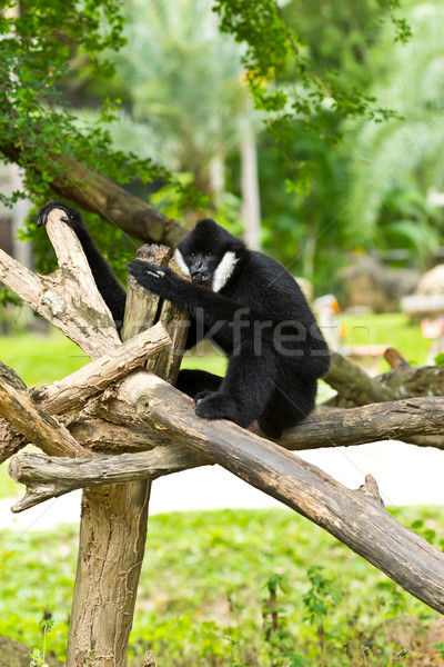 White Cheek Gibbon Stock photo © tungphoto