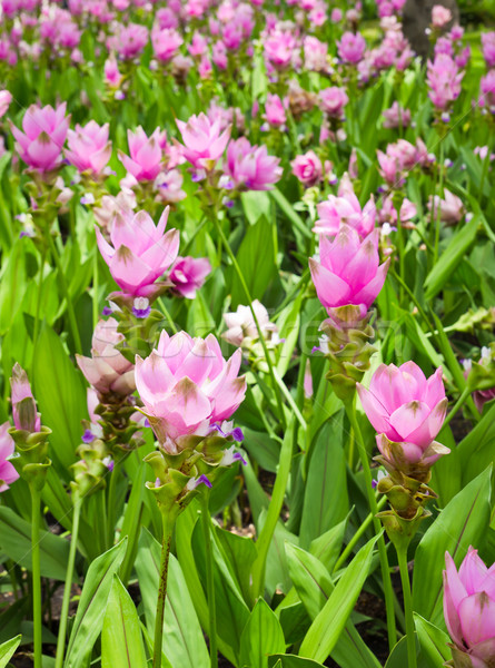 siam tulip field Stock photo © tungphoto