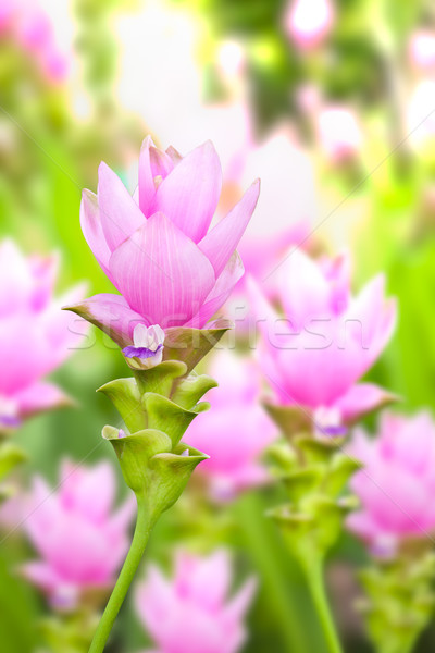 siam tulip flower Stock photo © tungphoto