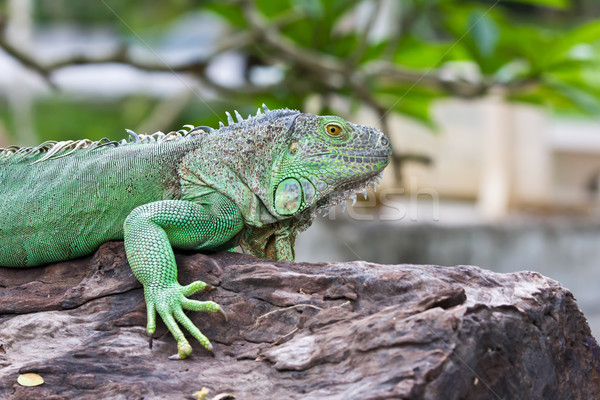 Grünen Leguan Wald tropischen Tier Eidechse Stock foto © tungphoto