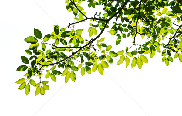 Feuille verte isolé blanche texture arbre printemps [[stock_photo]] © tungphoto