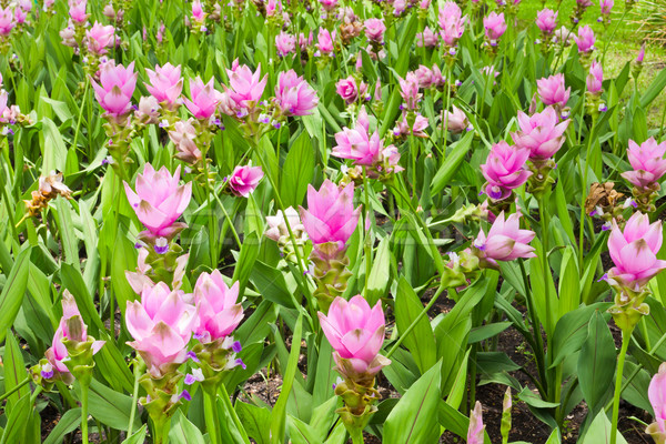 siam tulip field Stock photo © tungphoto
