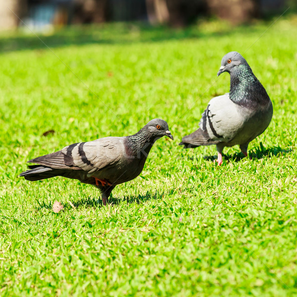 Foto d'archivio: Piccione · erba · verde · amore · uccello · ritratto · animali