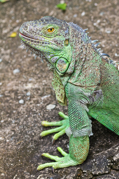 green iguana Stock photo © tungphoto