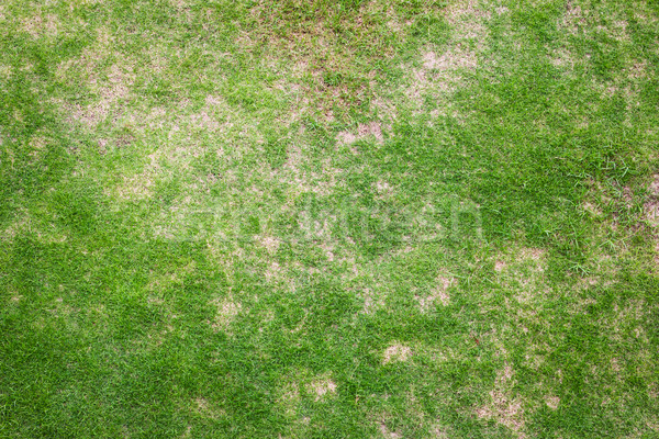 textura de tierra verde