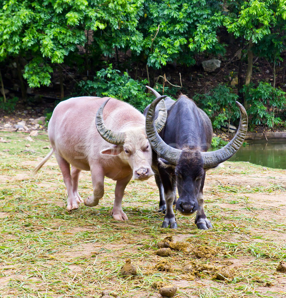 Stock photo: albino and thai buffalo