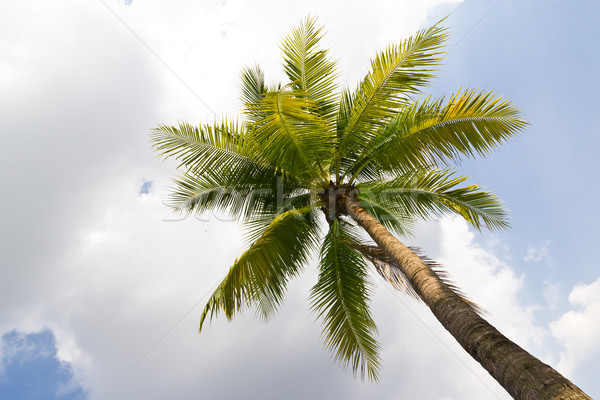 кокосового дерево фрукты саду лет парка Сток-фото © tungphoto