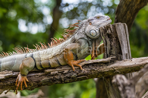 iguana on the wood log Stock photo © tungphoto