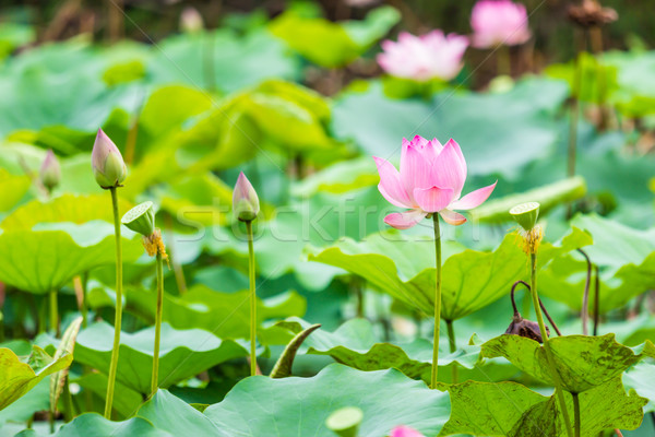 beautiful water lily and leaf in pond  Stock photo © tungphoto