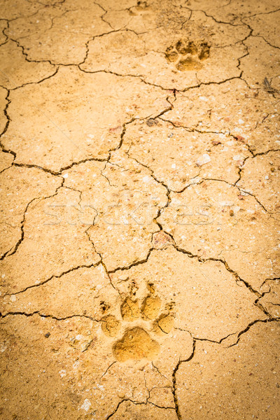 Hund Fußabdruck trocken crack Boden Strand Stock foto © tungphoto