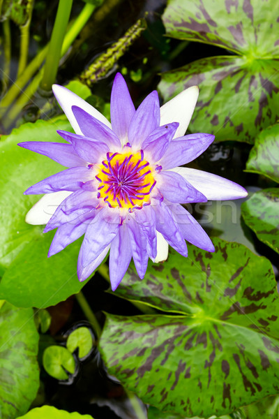 商業照片: 紫色 ·水· 百合 ·葉· 花園 · 夏天