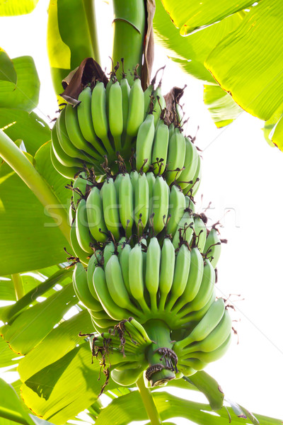 young banana Stock photo © tungphoto