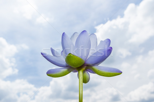 Foto stock: Loto · cielo · azul · flor · agua · naturaleza · jardín