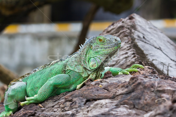 green iguana Stock photo © tungphoto