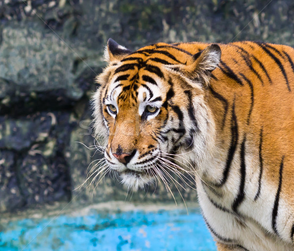 sumatran tiger Stock photo © tungphoto