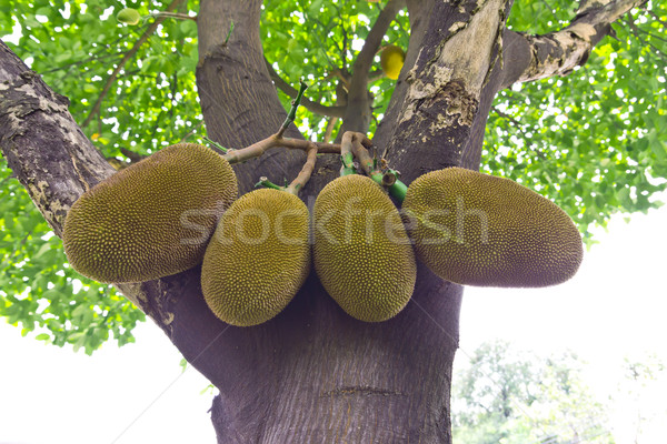 jackfruits Stock photo © tungphoto