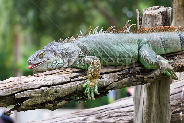 Verde iguana floresta tropical animal lagarto Foto stock © tungphoto