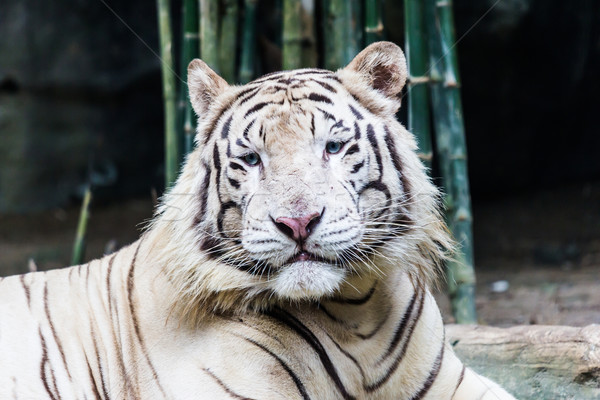 白 虎 森林 岩 リラックス 公園 ストックフォト © tungphoto