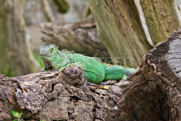 green iguana Stock photo © tungphoto