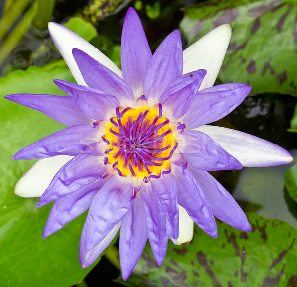 purple water lily Stock photo © tungphoto