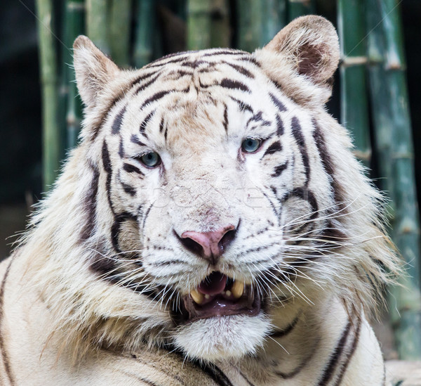Stock fotó: Fehér · tigris · erdő · kő · pihen · park