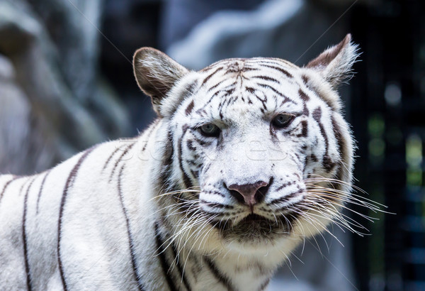 Fehér tigris erdő kő pihen park Stock fotó © tungphoto