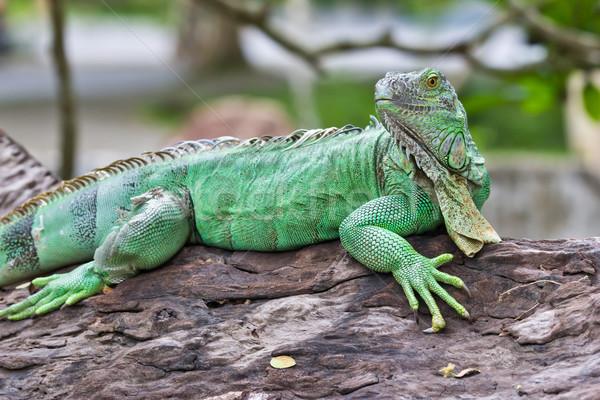 Grünen Leguan Wald tropischen Tier Eidechse Stock foto © tungphoto