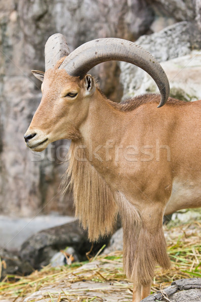 mountain goat Stock photo © tungphoto