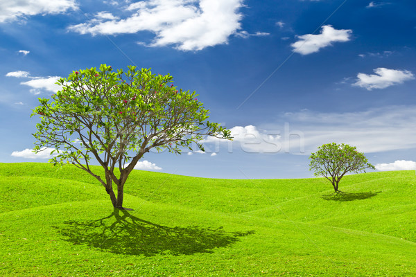 plumeria tree on green grass meadow Stock photo © tungphoto