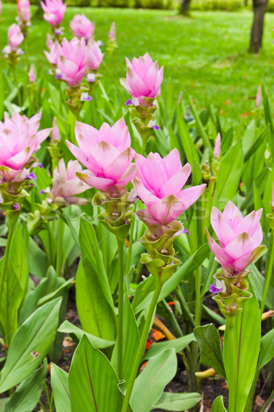 siam tulip field Stock photo © tungphoto