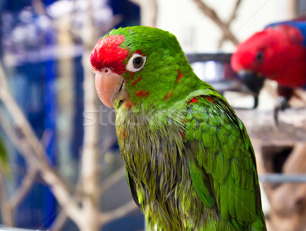 green parrot bird Stock photo © tungphoto