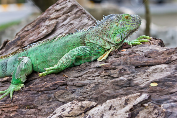 green iguana Stock photo © tungphoto