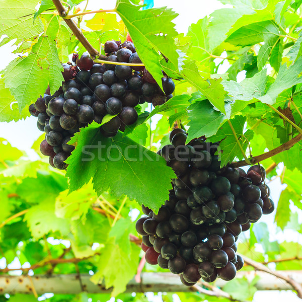 Viola uva frutta foglie verdi farm alimentare Foto d'archivio © tungphoto