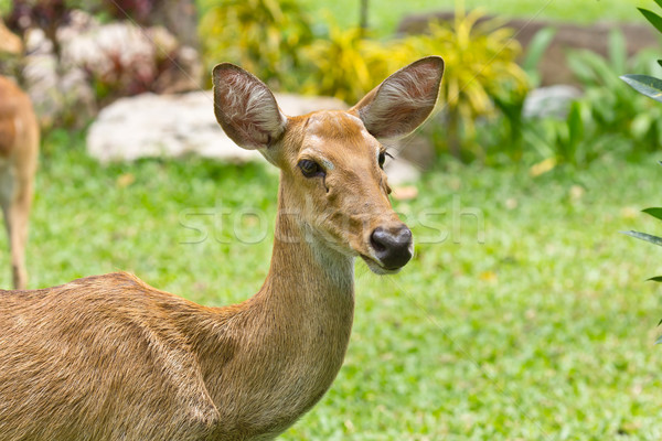 portrait of deer Stock photo © tungphoto