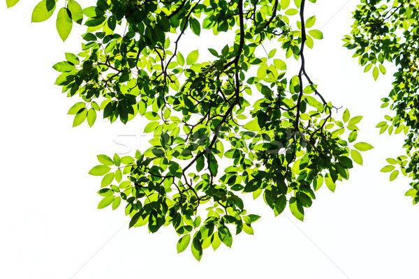 Feuille verte isolé blanche texture arbre printemps [[stock_photo]] © tungphoto