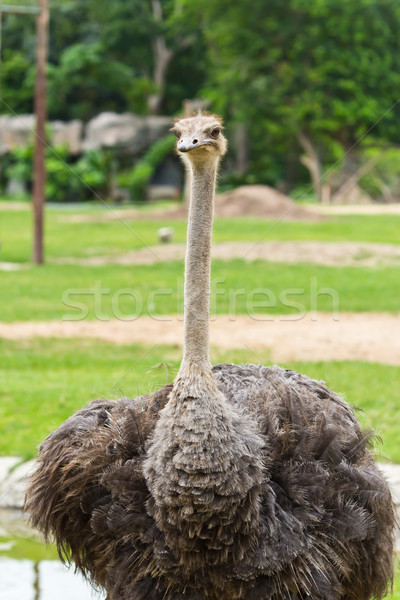 портрет страус лице птица скорости смешные Сток-фото © tungphoto