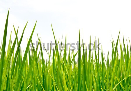 Fraîches printemps herbe verte football été vert [[stock_photo]] © tungphoto