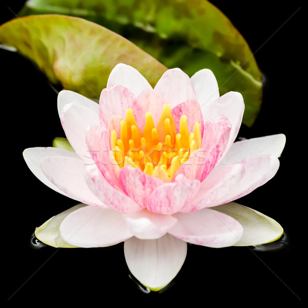 purple water lily or lotus Stock photo © tungphoto