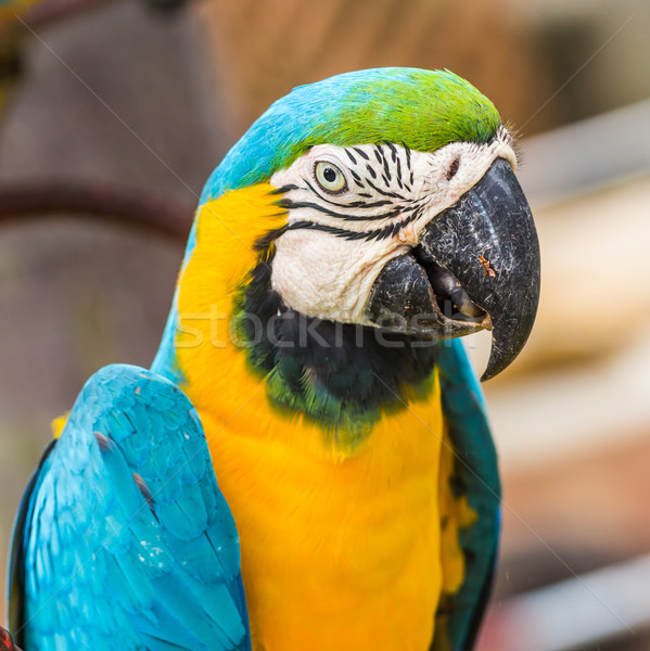 Scarlet Macaw  Stock photo © tungphoto