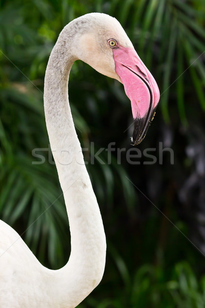 Flamingo kuş tropikal hayvan pembe güzel Stok fotoğraf © tungphoto