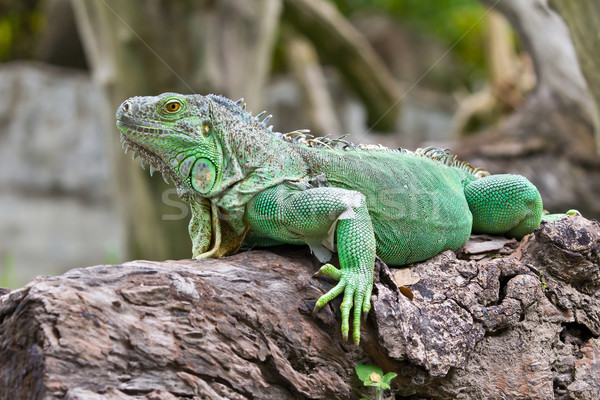 Grünen Leguan Wald tropischen Tier Eidechse Stock foto © tungphoto